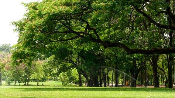 在格林公园的大树的树枝