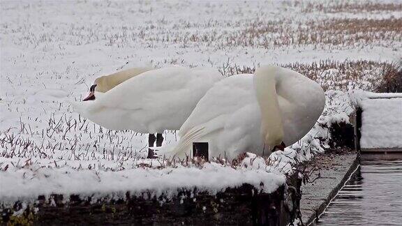 暴风雪中的天鹅天鹅座