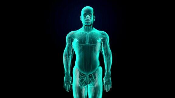 身体扫描旋转人体肺肺部诊断蓝色x光