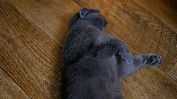 一只英国猫躺在地板上仰面躺着试图睡觉快乐的猫