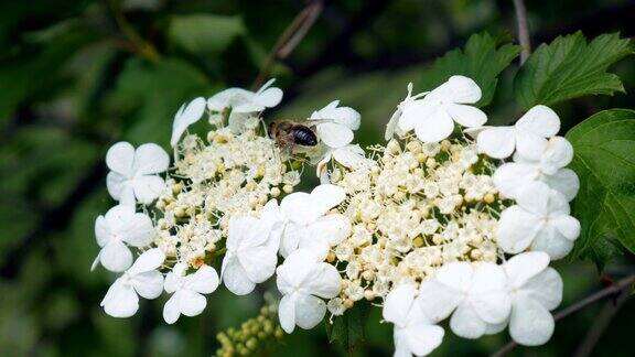 近景蜜蜂收集花蜜和花粉在黄白开花的树枝上