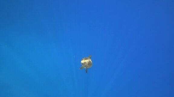 海龟在蓝色海水中游泳水生动物水下视频