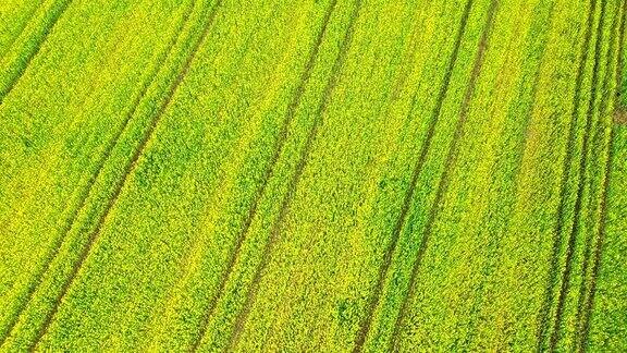 鸟瞰图:春天的油菜田