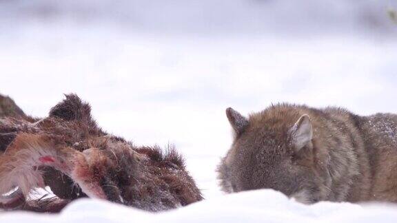 白俄罗斯两只狼和死去的马鹿在雪地里奔跑
