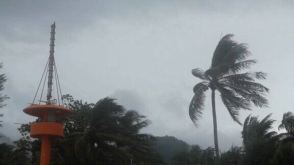 风暴吹过椰子树