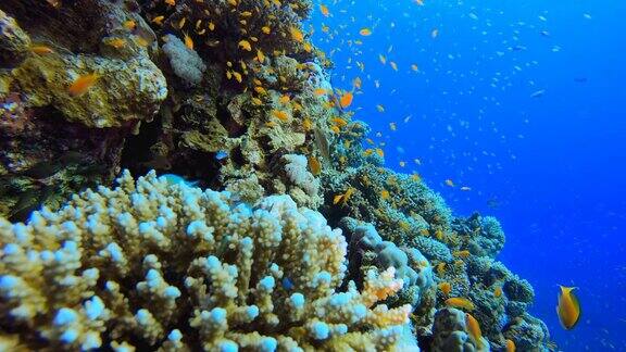 海洋珊瑚缤纷园