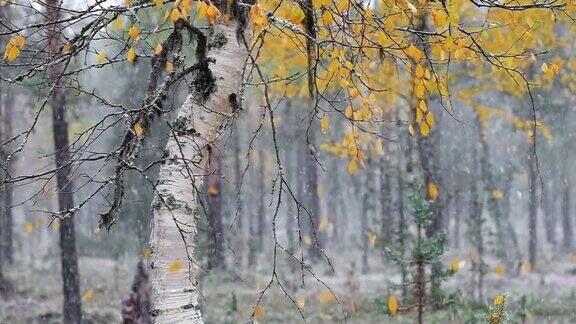 在大雪期间森林里的桦树落叶枯黄