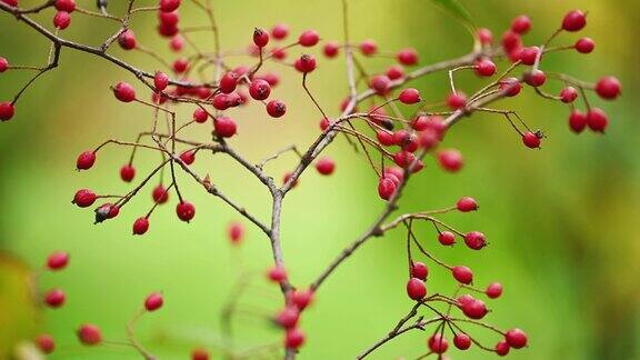 有红色浆果的山楂枝