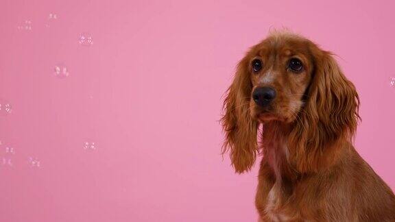 一只英国可卡犬坐在画室里背景是粉红色的肥皂泡在狗狗周围飞舞她仔细观察着与宠物游戏缓慢的运动近距离