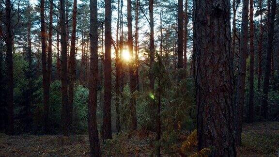 日落时太阳穿过树林
