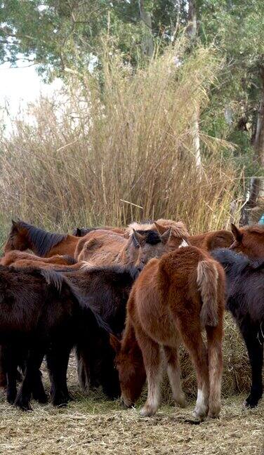 一群在农场吃饲料的小马驹
