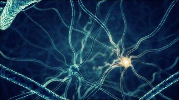 神经元3D动画