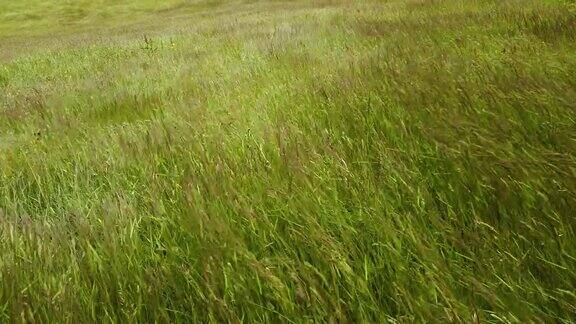 草地在冰岛