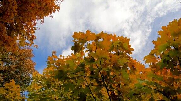 鲜艳的秋叶和美丽的蓝天