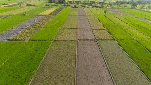 印度尼西亚的稻田和农田