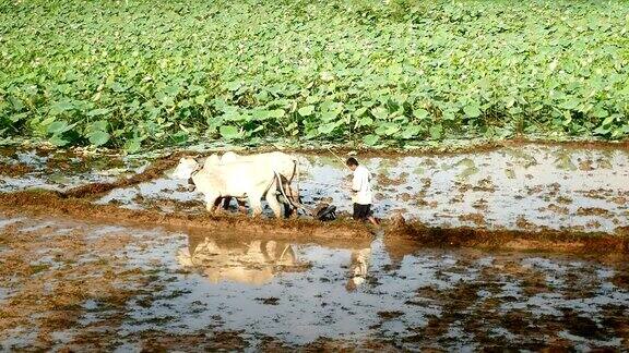农民在淹水的稻田里犁地