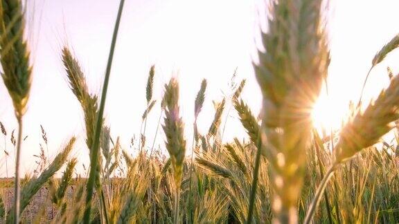 麦穗特写夏日里金色的麦田收获时期绿色的小穗面包种植概念8月阳光生态农业自然之美太阳眩光太阳耀斑
