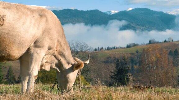 在高山草甸上的农场奶牛