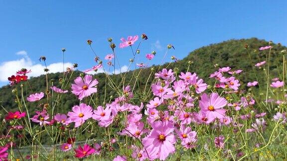 粉红色的宇宙花山背景