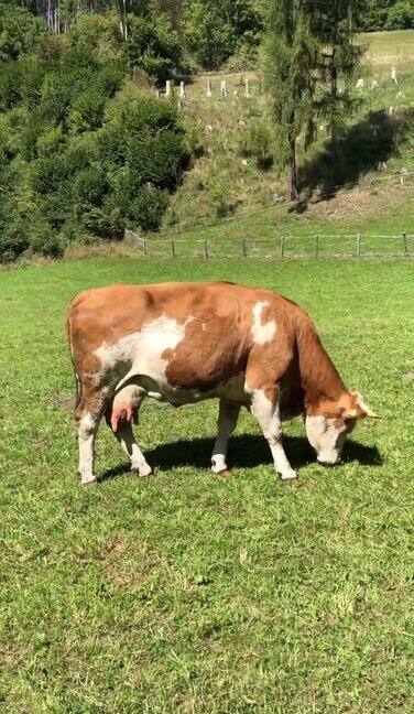 牛吃草垂直