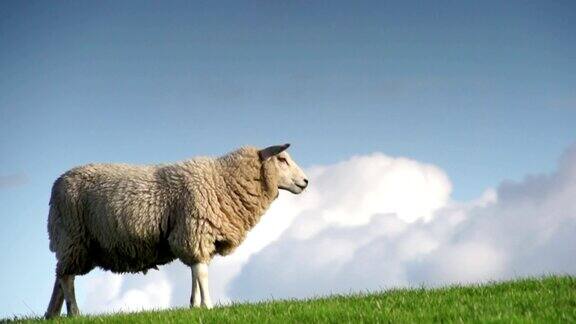 羊抬起头