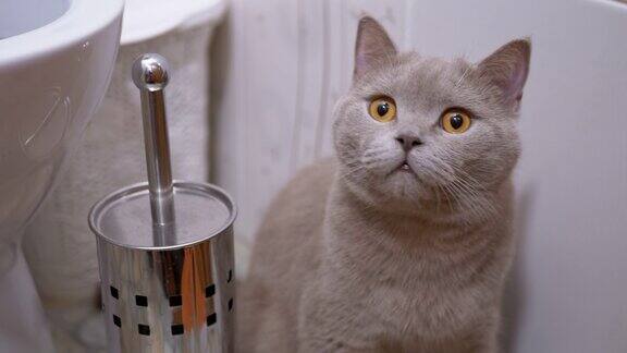 英国纯种猫坐在厕所里观察物体的运动