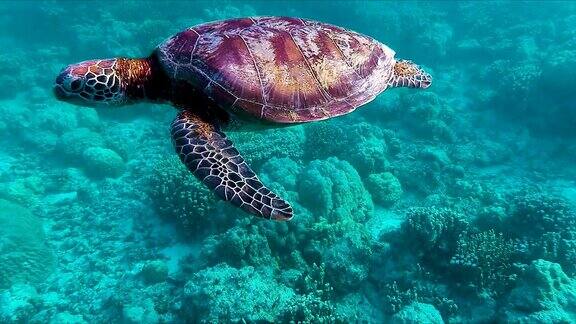 东太平洋绿海龟