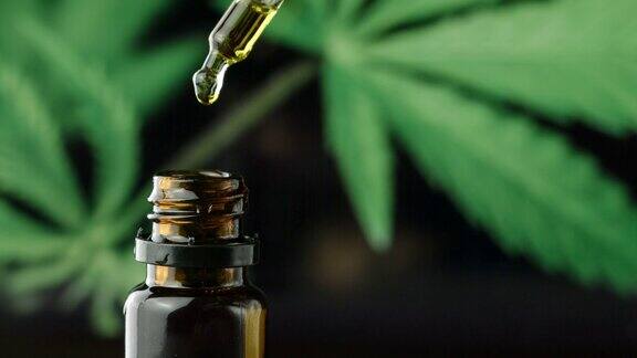 大麻二酚油与大麻植物滴