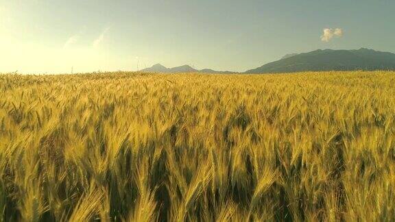 近距离观察:在岩石山下的农田里小麦穗在夏日的风中摇摆
