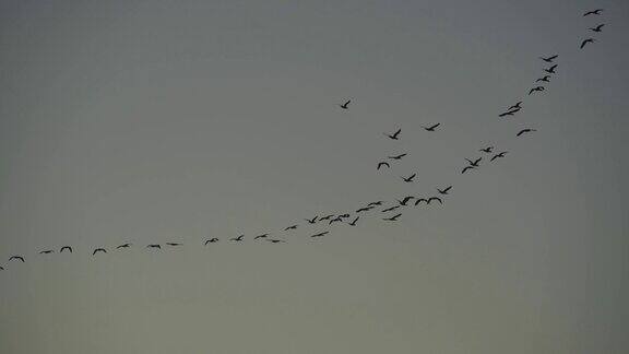 傍晚的天空有成群的大雁飞翔河面上有许多鸟儿飞翔大自然的野性秋天的日落森林