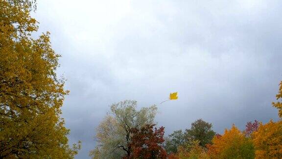 在公园里黄叶在蓝天的映衬下缓缓飘落