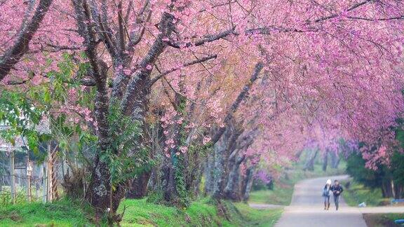 春天的粉红色樱花