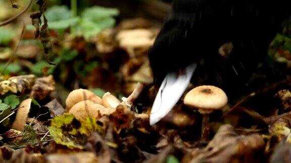 男孩在森林里采蘑菇