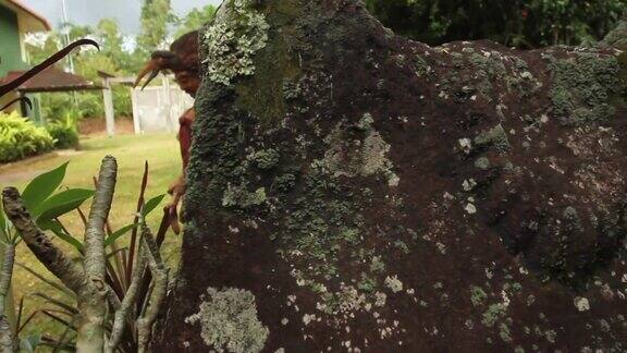 Waruga是一种石棺或地上墓碑数百年前北苏拉威西岛的米纳哈山人(Minahasans)传统上使用这种墓碑瓦卢加墓碑上有古代手稿和动物雕刻