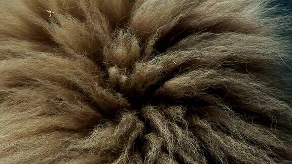 喀拉哈里沙漠狮子鬃毛