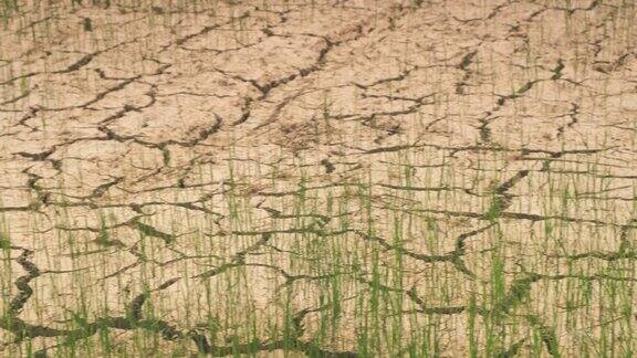 裂缝土壤和小水稻植株夏季缺水和干旱条件下水稻种植在夏季