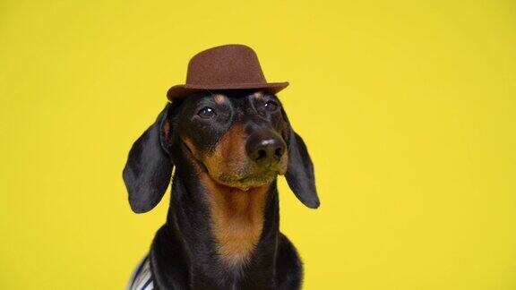 这只顺从的狗狗会完成训练者的所有命令并在黄色背景上戴上帽子