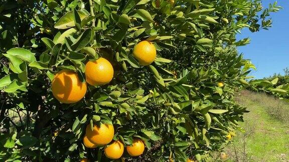 树上的橙果