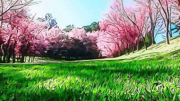 清迈的春天粉色樱花盛开