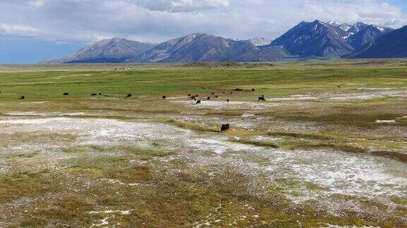 鸟瞰图的牛群在绿色草地与山的背景