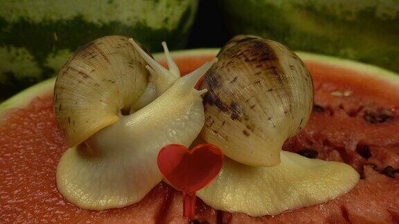 西瓜上的非洲巨蜗牛微距拍摄在西瓜的背景上蜗牛慢慢地互相接触浪漫爱情概念夏日概念情人节