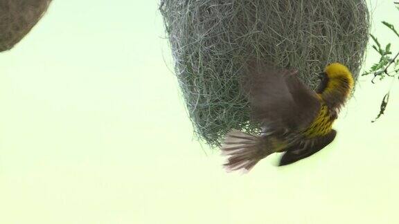 巴雅织布鸟挂在鸟巢里