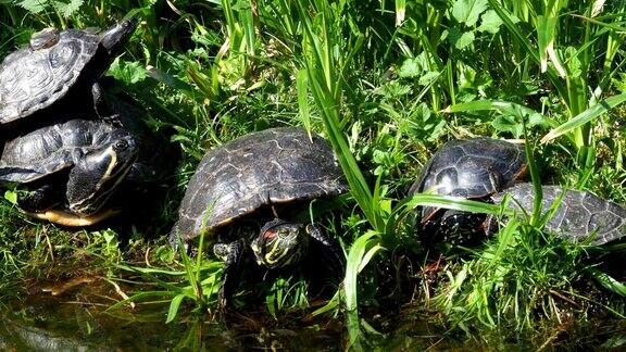 乌龟躺在草地上池塘里的一组红耳滑块