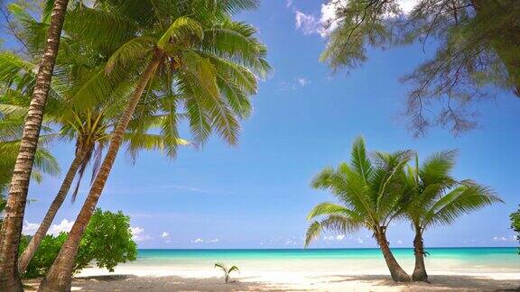 热带海滩上的一棵棕榈树