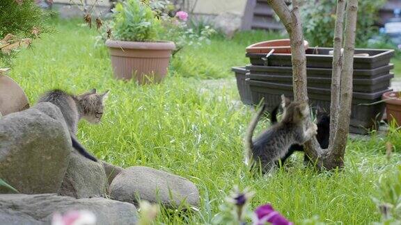 可爱的小猫们享受着夏日和大自然在草地上玩耍
