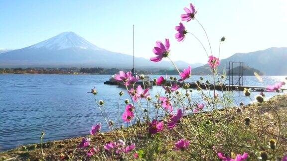 日本秋天的宇宙花和富士山