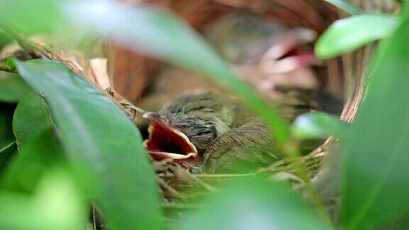 小棕色的Prinia鸟在巢里