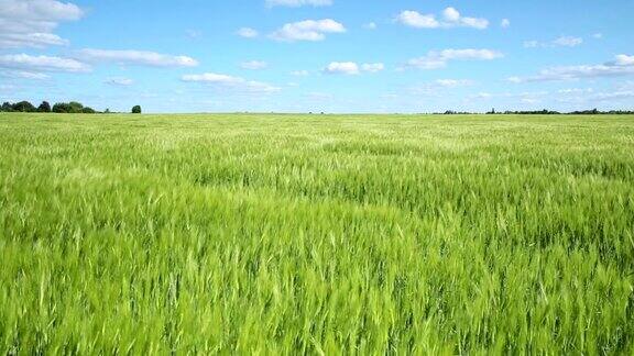 田野里种着绿色的小麦