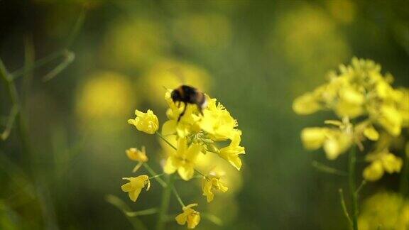 蜜蜂从芥菜花蜜中采集花蜜的慢动作