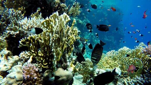 珊瑚礁和美丽的鱼海洋中的水下生物珊瑚礁上的热带鱼